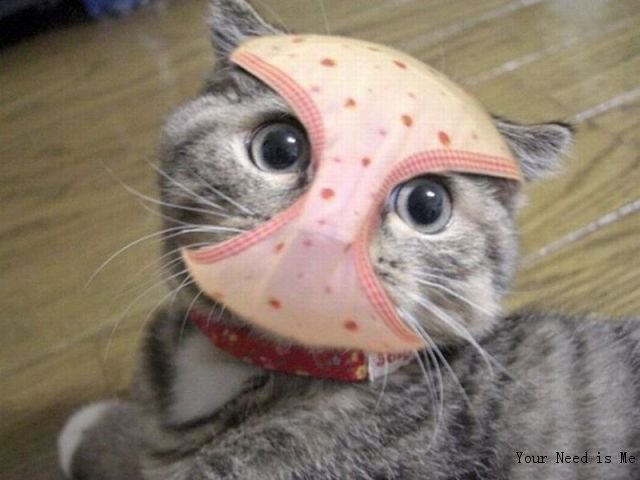 Needis.Me 蒙面猫咪
