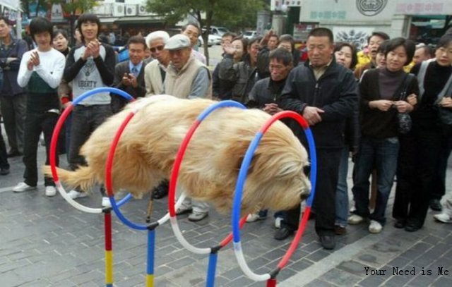 飞行小狗